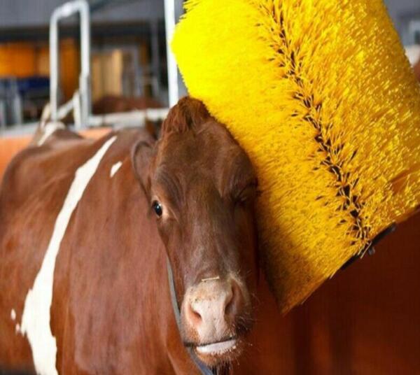 傲群牛體刷廠家定制 傲群牛體刷廠家定制